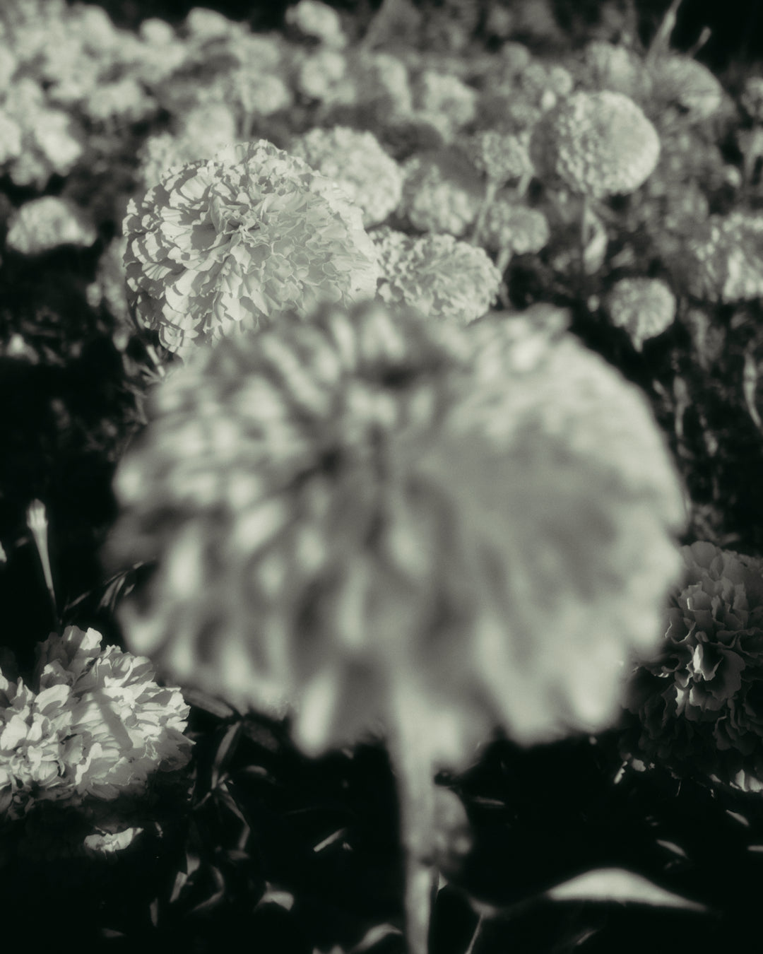 Capturing Serenity: A Photographic Exploration of Tranquil Landscapes - 2