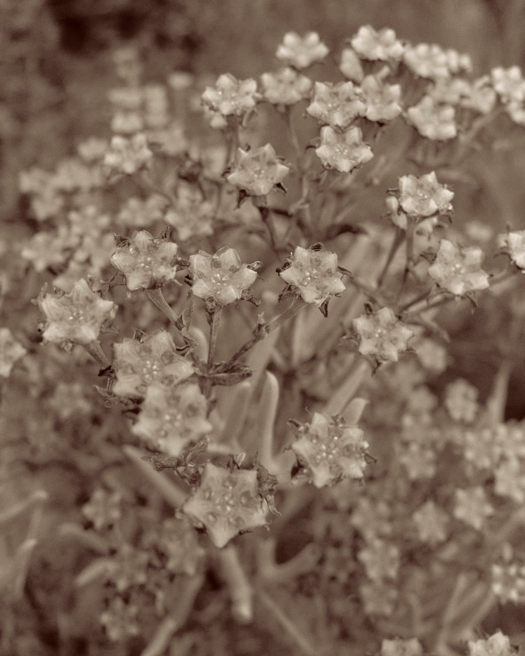 Capturing Serenity: A Photographic Exploration of Tranquil Landscapes - 4